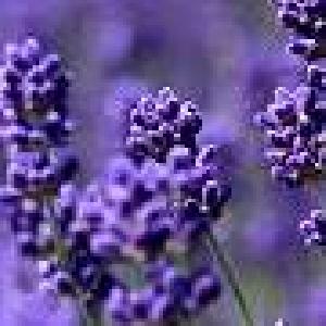 FX_Lavender1_EURJPY_M5 自動売買