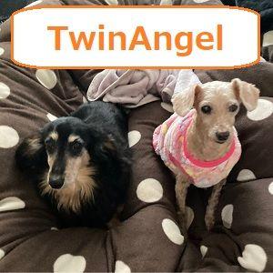 TwinAngel 自動売買