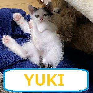 YUKI 自動売買